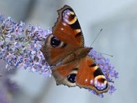 Tagpfauenauge 10-07-2014